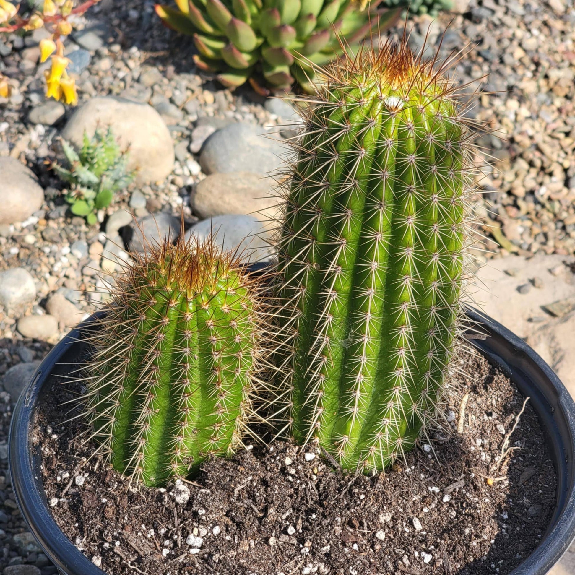 Tricholobivia 'Pink' - 5 Gal Assorted Option B - Cactus - DesertScapeSucculent
