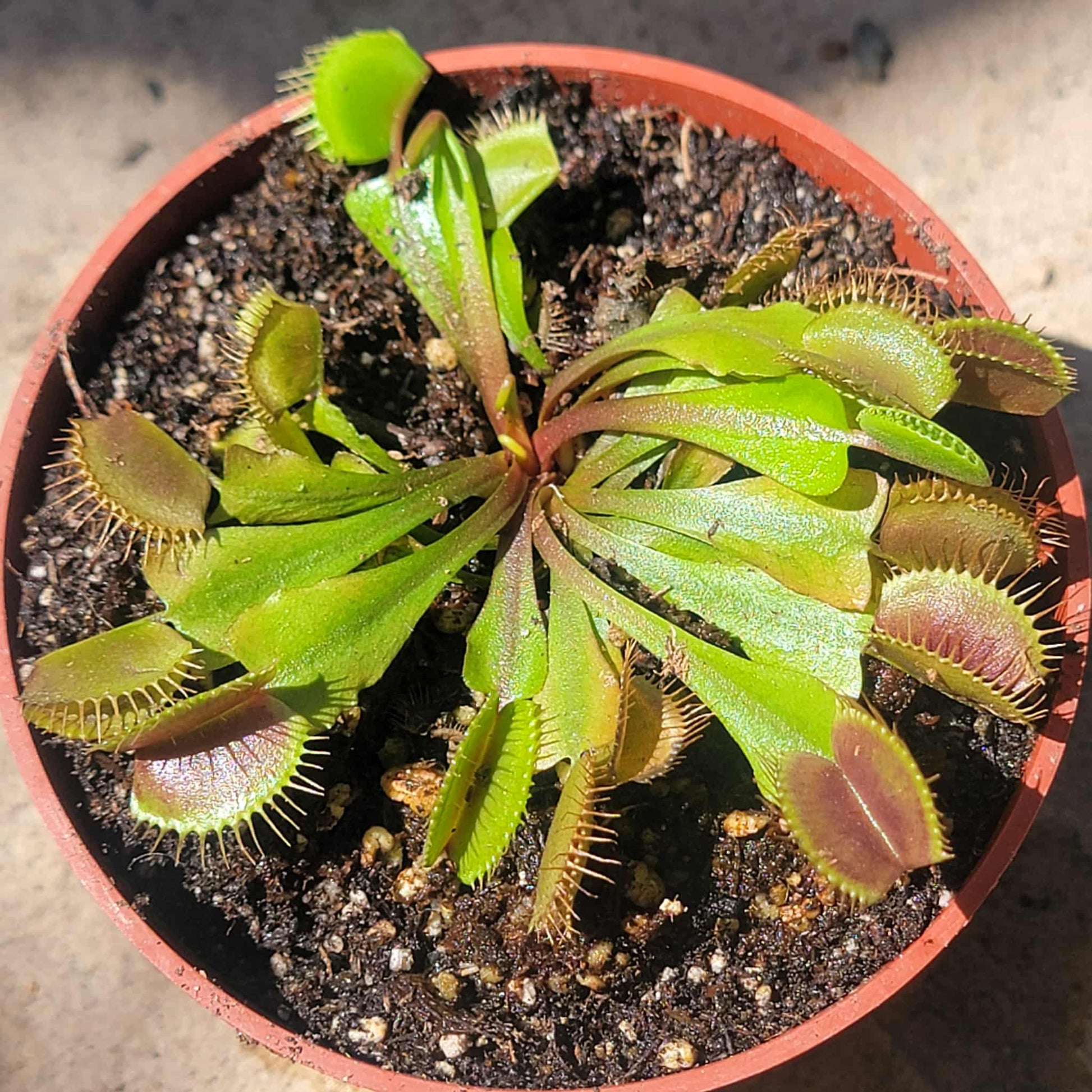 Dionaea muscipula 'Venus Fly Trap' - 4 Inch Assorted - Carnivorous - DesertScapeSucculent