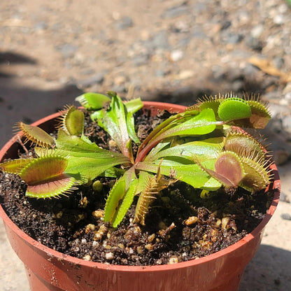 Dionaea muscipula 'Venus Fly Trap' - 4 Inch Assorted - Carnivorous - DesertScapeSucculent