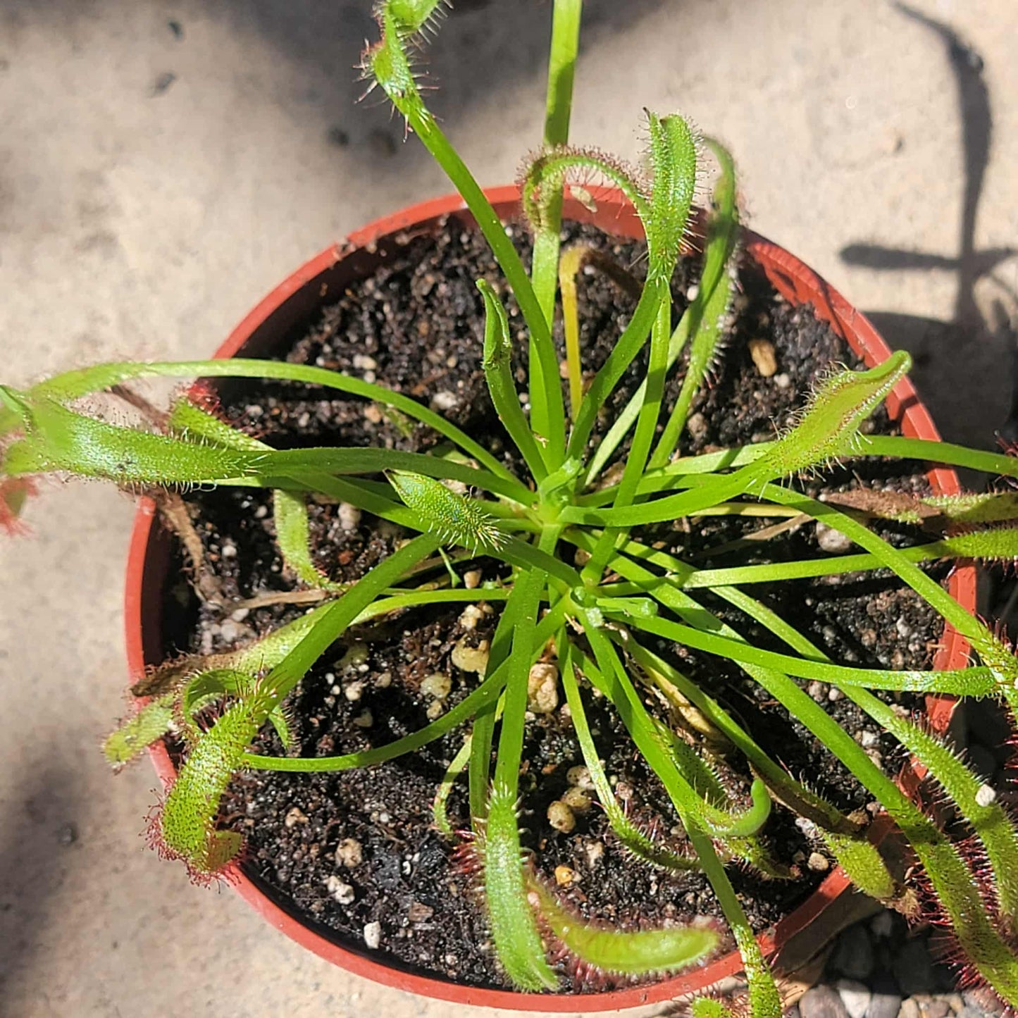 Drosera capensis 'Octopus Plant' - 4 Inch Assorted - Carnivorous - DesertScapeSucculent