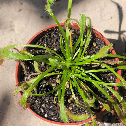 Drosera capensis 'Octopus Plant' - 4 Inch Assorted - Carnivorous - DesertScapeSucculent