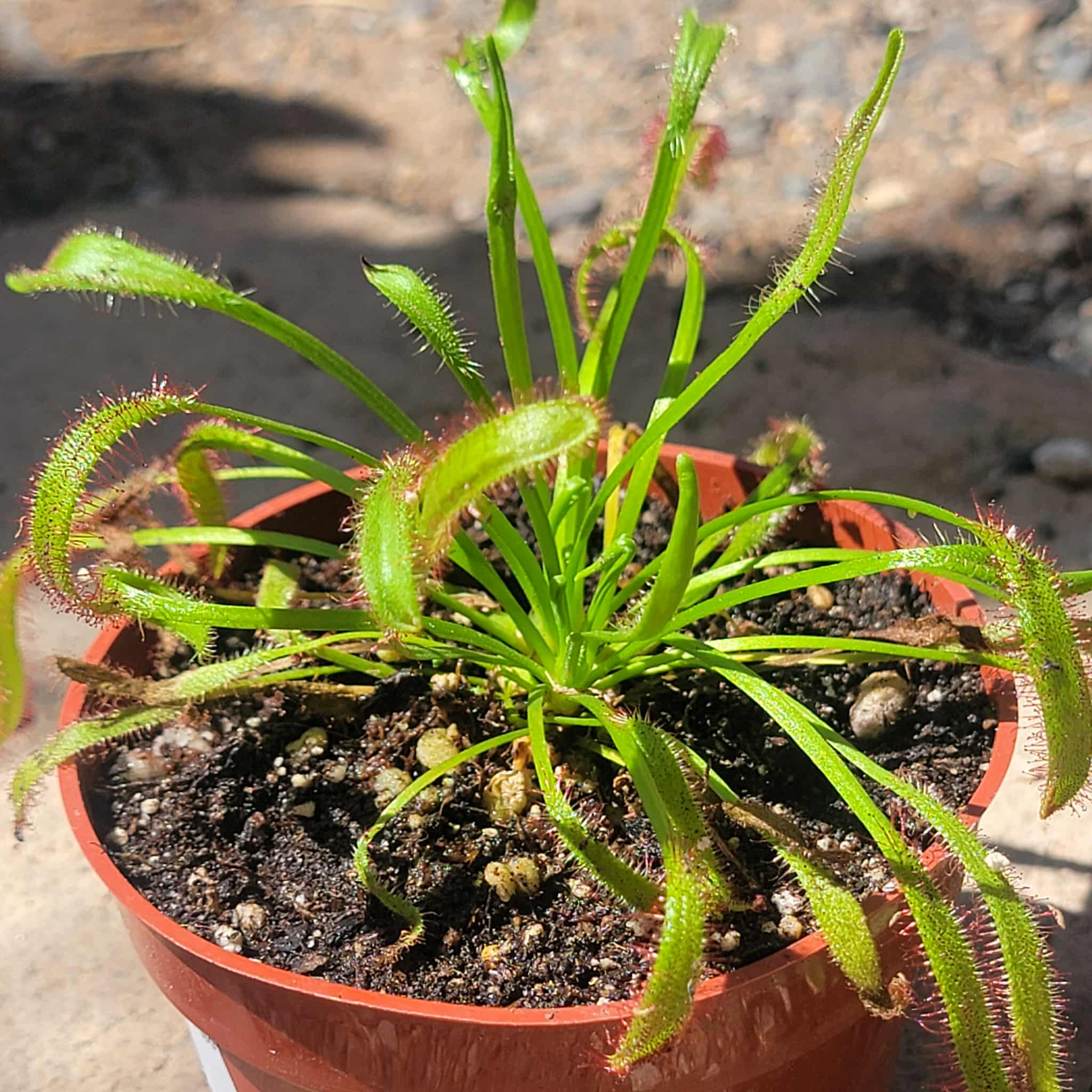 Drosera capensis 'Octopus Plant' – DesertScapeSucculent