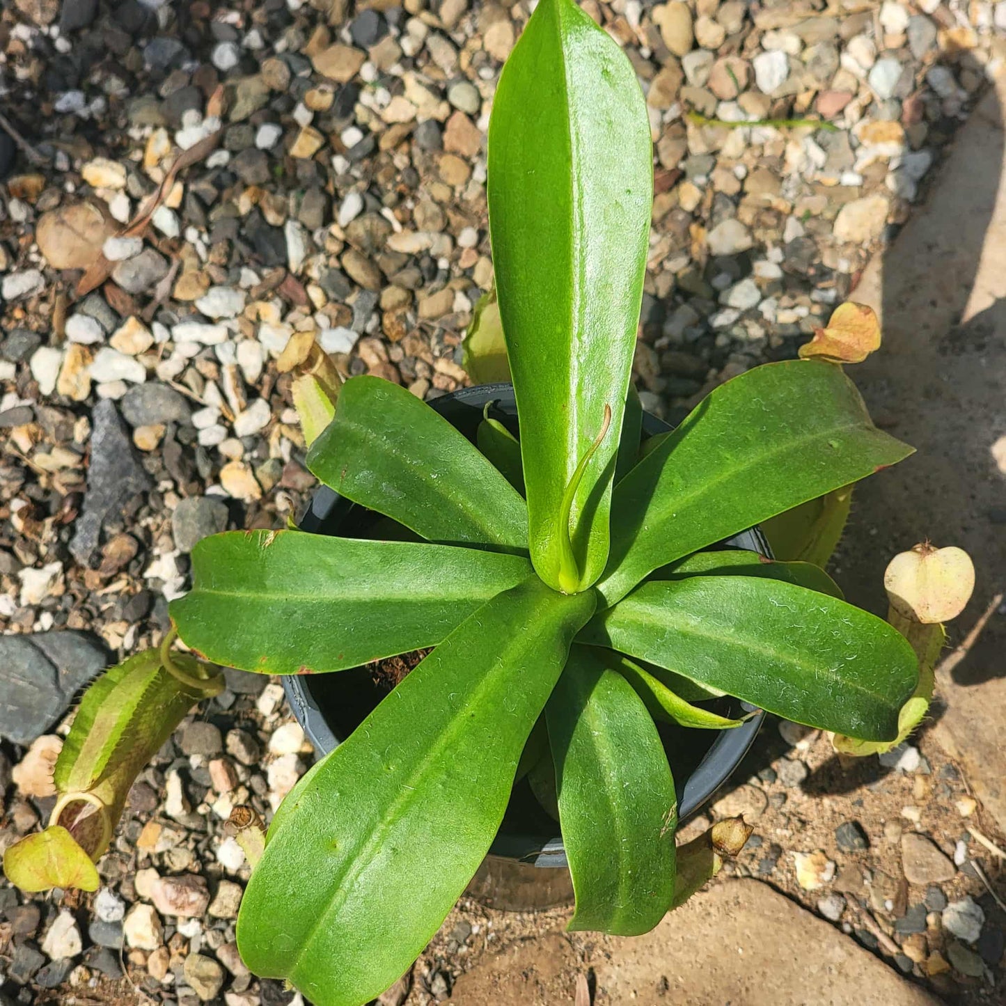 Nepenthes Monkey Cup - 5 Inch Assorted - Carnivorous - DesertScapeSucculent
