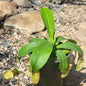 Nepenthes Monkey Cup - 5 Inch Assorted - Carnivorous - DesertScapeSucculent