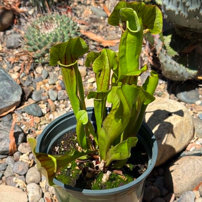 DesertScapeSucculent Carnivorous 6 Inch Sarracenia purpurea 'Purple Pitcher Plant'
