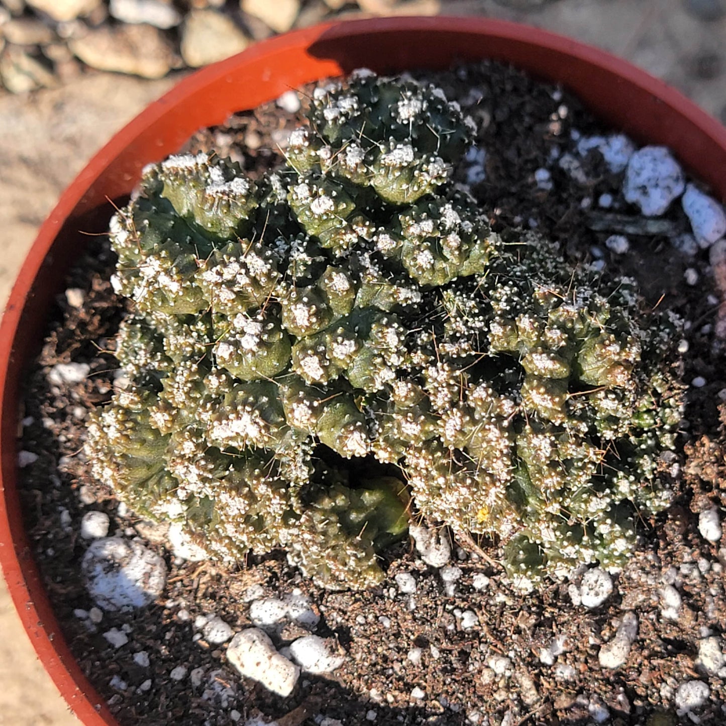 DesertScapeSucculent Cereus peruvianus monstrose 'Petra'