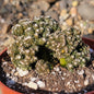 Cereus peruvianus monstrose 'Petra' - 3.5 Inch Assorted - Cactus - DesertScapeSucculent