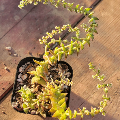 Crassula capitella ssp. thyrsiflora 'Pagoda Village'
