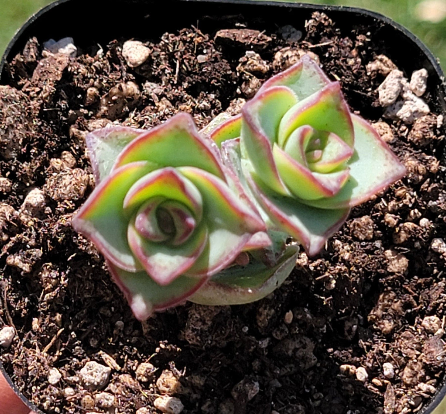 Crassula Perforata 'String of Buttons'