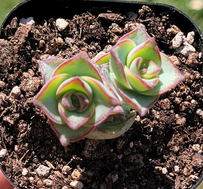 Crassula Perforata 'Cadena de botones'