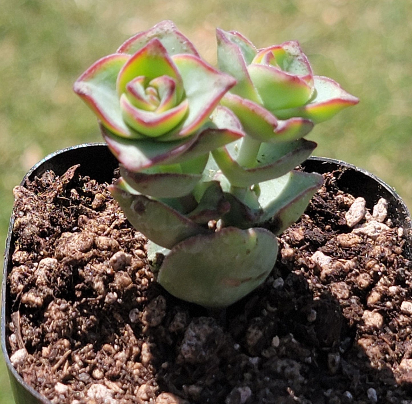 Crassula Perforata 'Chaîne de Boutons'