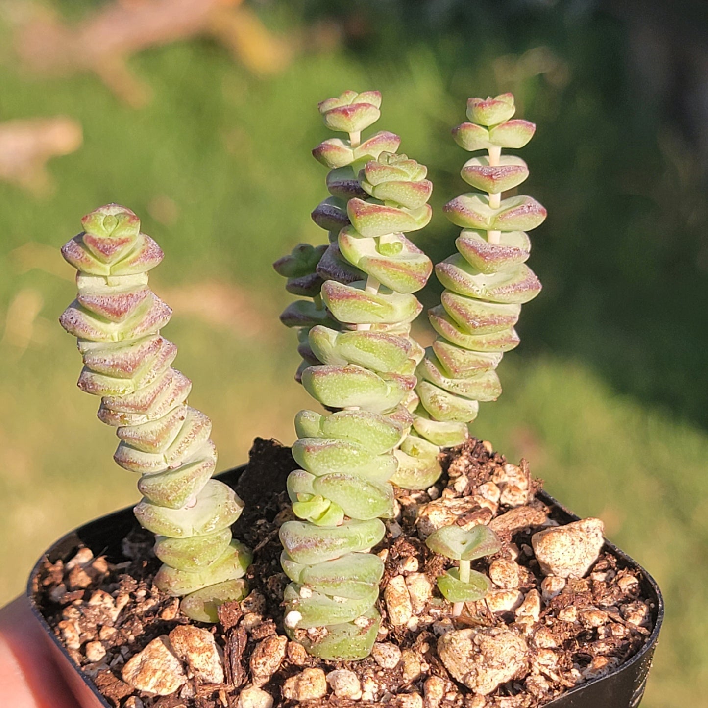 DesertScapeSucculent 3" Baby Necklace Assorted Crassula Perforata 'String of Buttons'