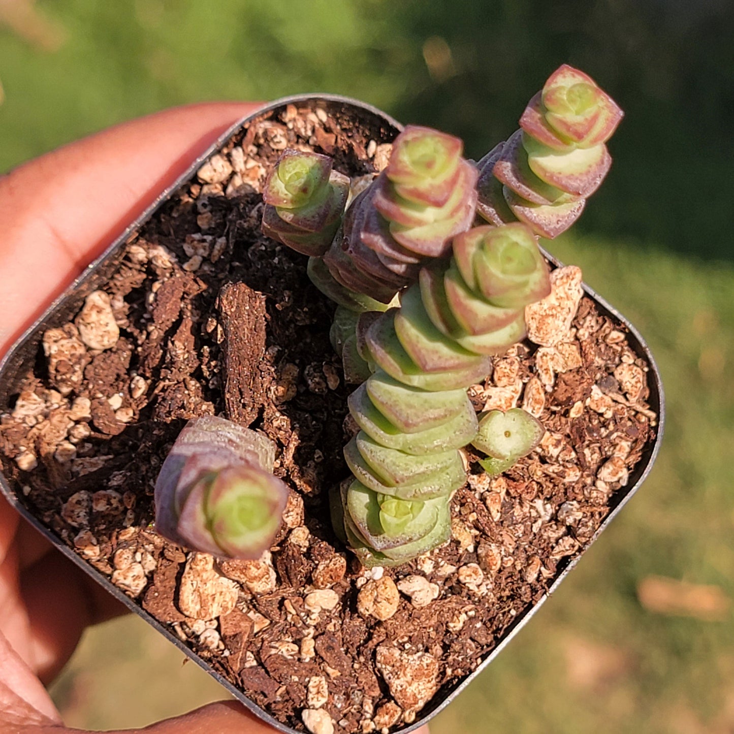 DesertScapeSucculent Crassula Perforata 'String of Buttons'