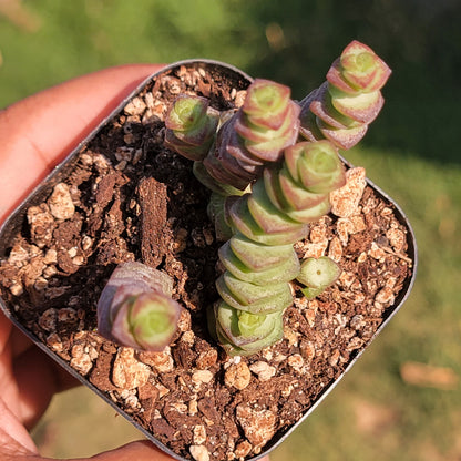 Crassula Perforata 'Cadena de botones'