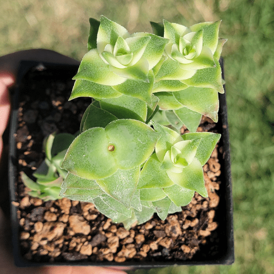 Crassula Perforata 'Cadena de botones'