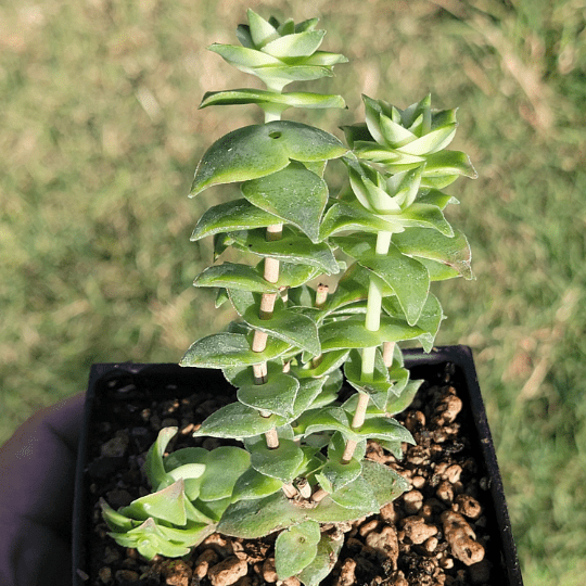 DesertScapeSucculent Crassula Perforata 'String of Buttons'