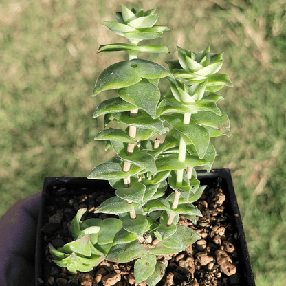 Crassula Perforata 'Cadena de botones'