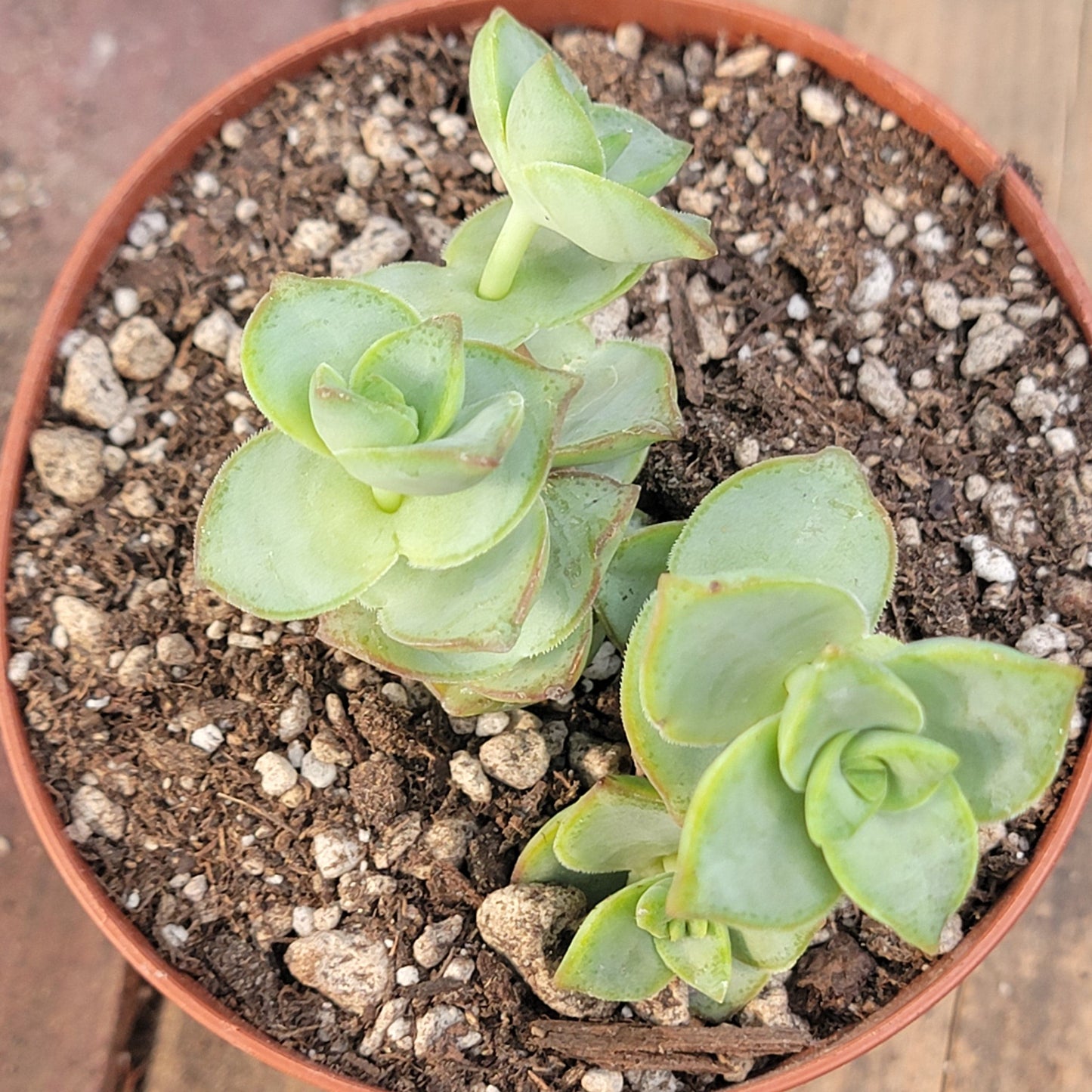 Crassula Perforata 'String of Buttons'