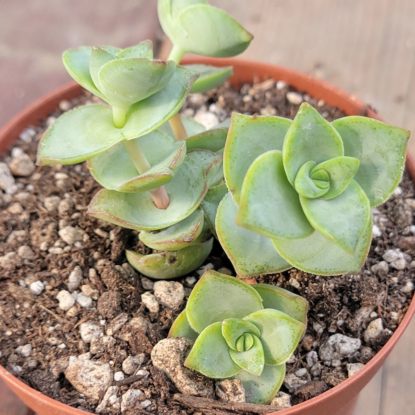 DesertScapeSucculent 4" Assorted Crassula Perforata 'String of Buttons'