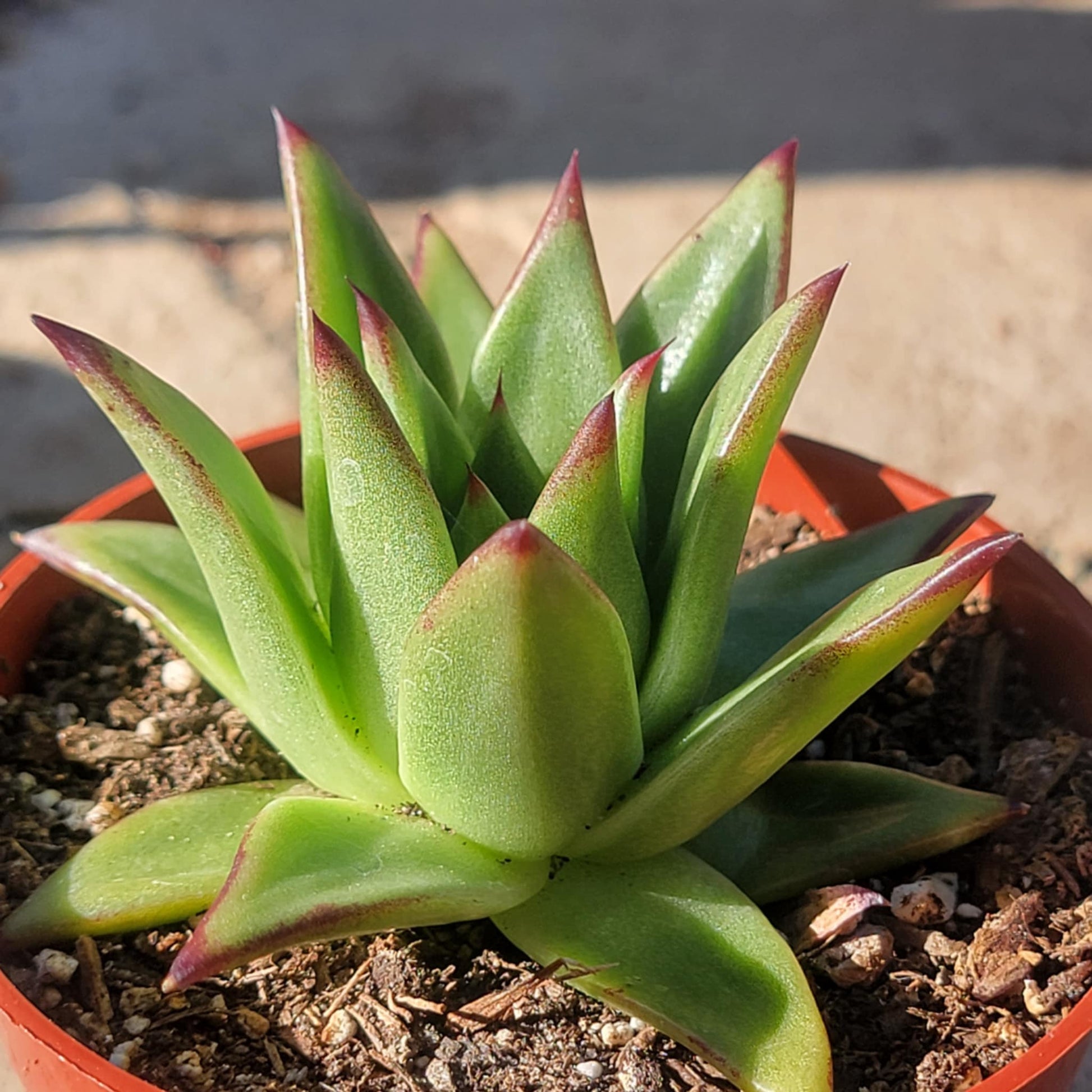 lipstick succulent plant Echeveria Agavoides 'Lipstick' – DesertScapeSucculent