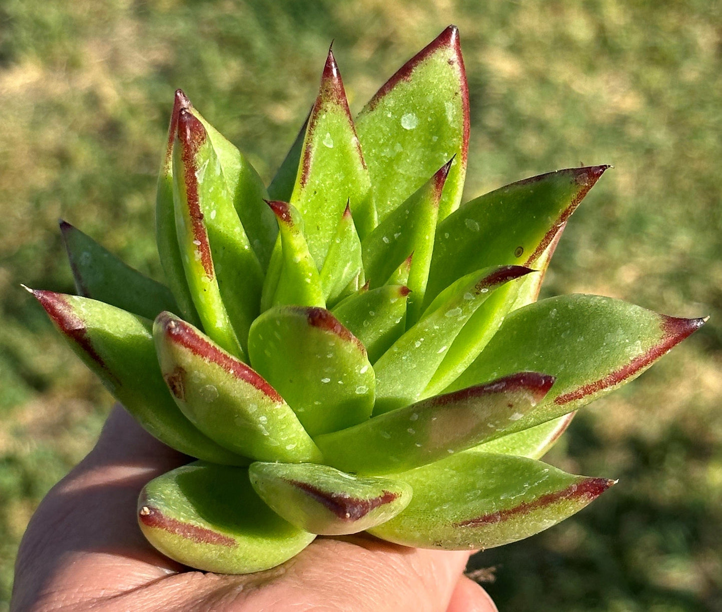 Echeveria Agavoides 'Lápiz labial' 'Borde rojo'