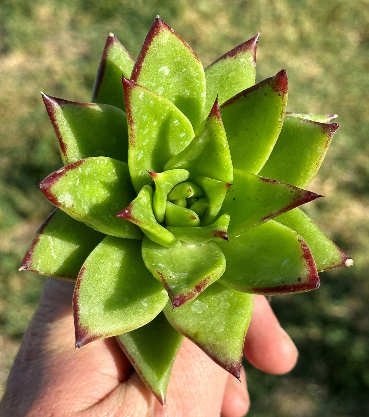 Echeveria Agavoïdes 'Rouge à Lèvres' 'Red Edge'