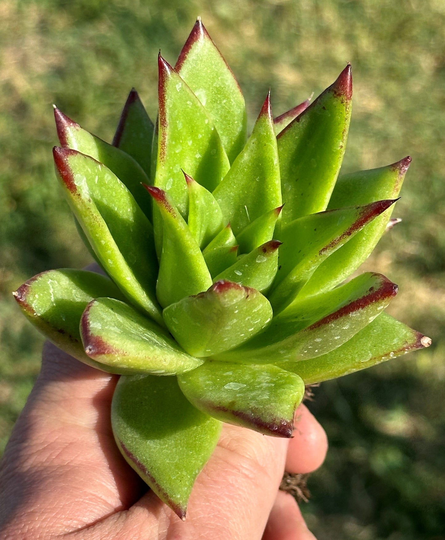 Echeveria Agavoides 'Lápiz labial' 'Borde rojo'