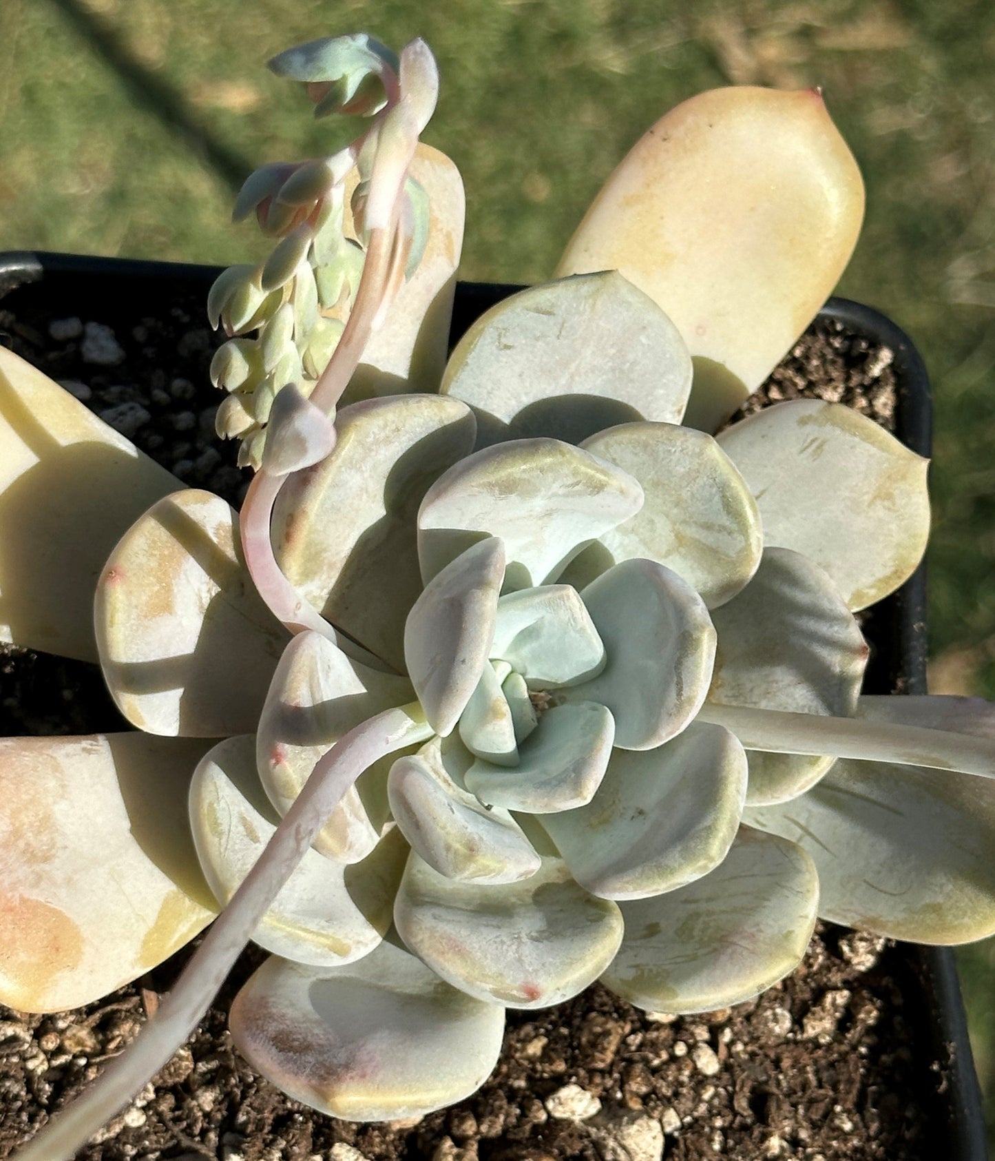 Echeveria 'Asante Sana' 'Fairy Wash'