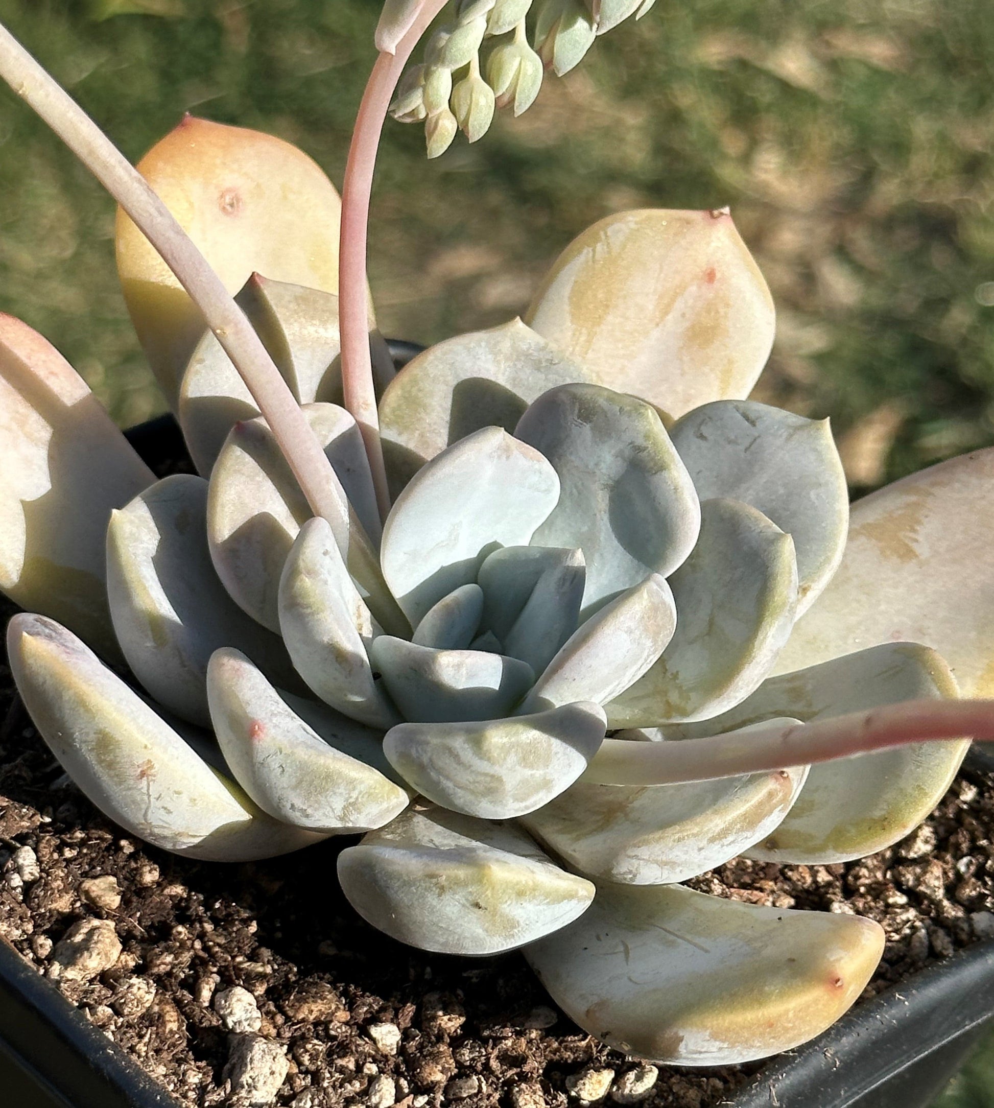 washing succulents Echeveria 'Asante Sana' 'Fairy Wash'