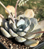 Echeveria 'Asante Sana' 'Fairy Wash' - Single 6A - DesertScapeSucculent