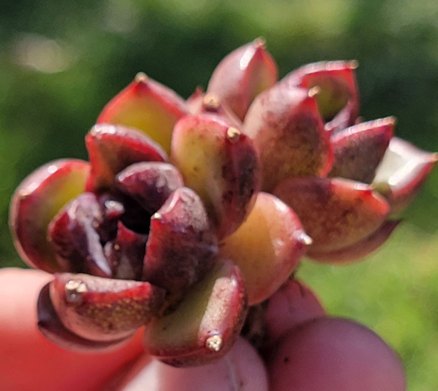 Echeveria 'Black Rose' Doble Suculenta Coreana Rara