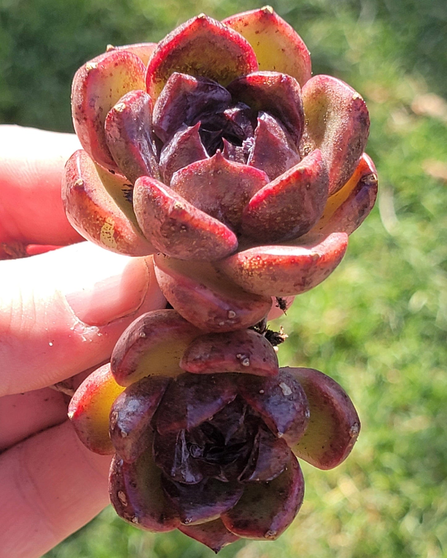 Echeveria 'Black Rose' Double Rare Succulente Coréenne