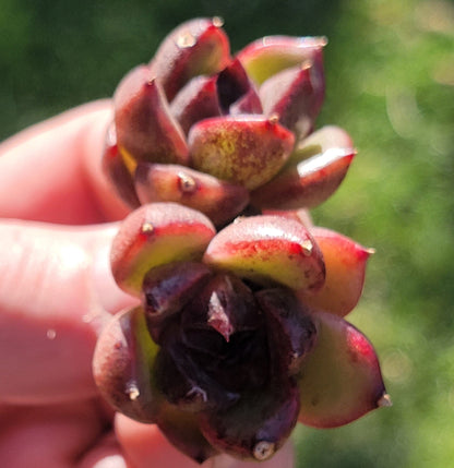 Echeveria 'Black Rose' Doble Suculenta Coreana Rara