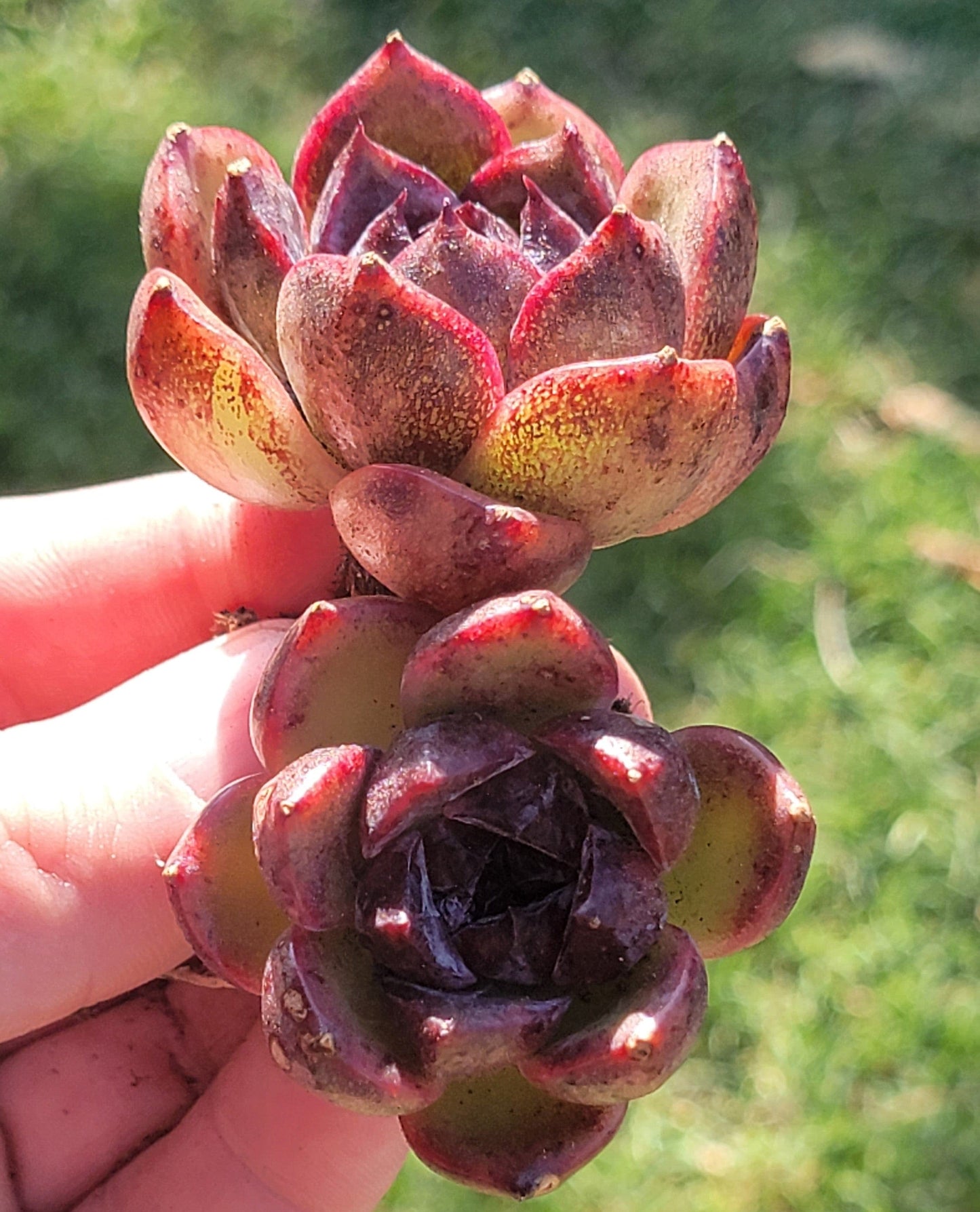 Echeveria 'Black Rose' Doble Suculenta Coreana Rara