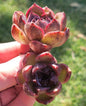 Echeveria 'Black Rose' Double Rare Korean Succulent - Single 4A - DesertScapeSucculent