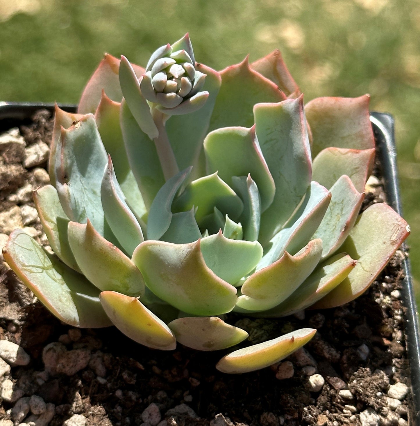 Echeveria 'garza azul'