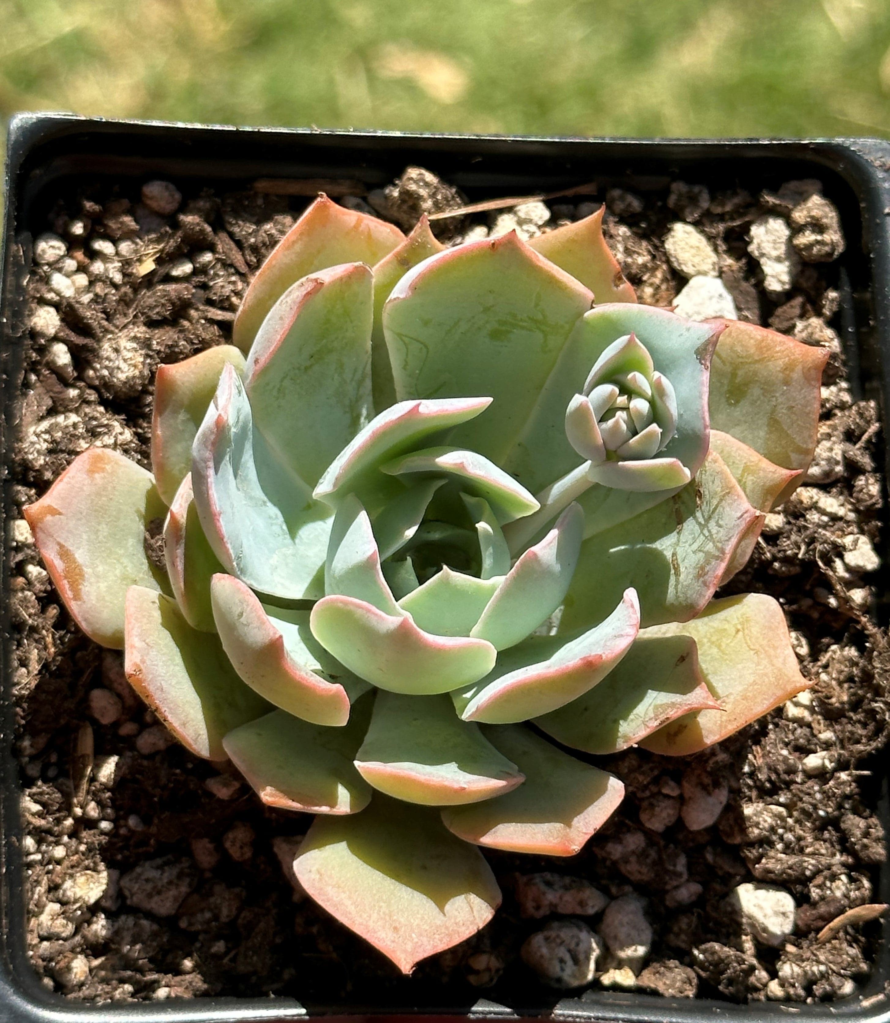 blue heron succulent Echeveria 'Blue Heron' – DesertScapeSucculent