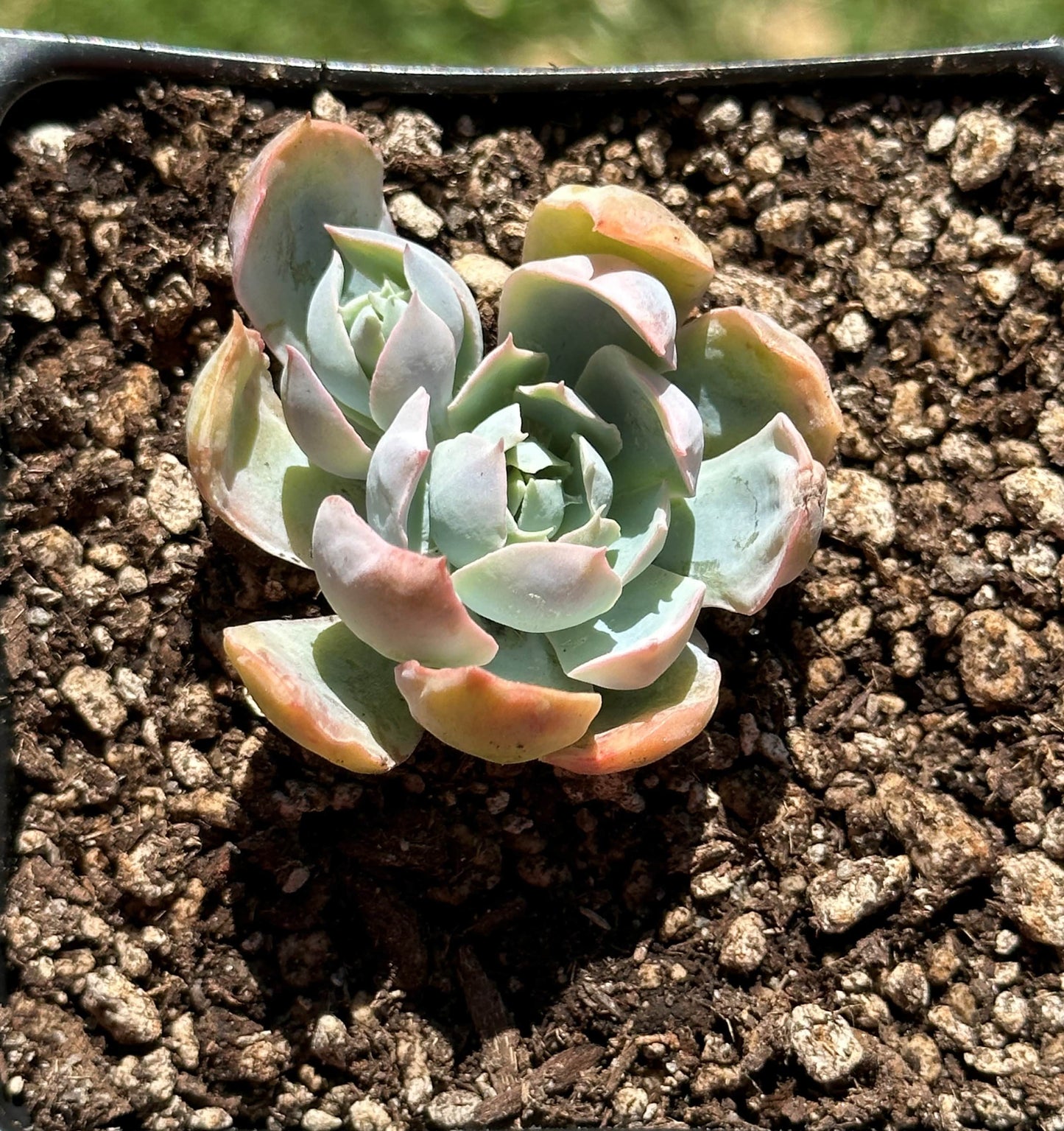 Echeveria 'garza azul'