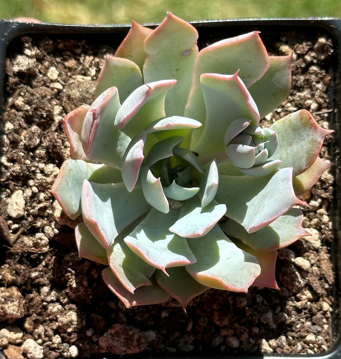 Echeveria 'Héron Bleu'