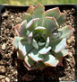 Echeveria 'Blue Heron' - Single 4D - DesertScapeSucculent