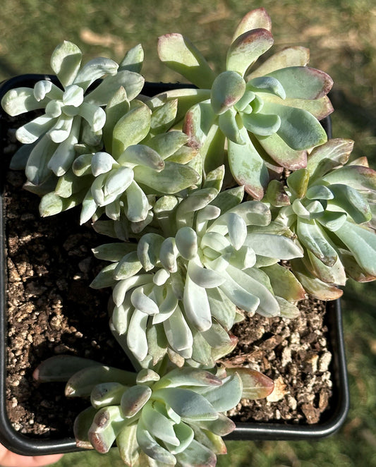 Echeveria 'Blue Spurs' Mutation Cluster