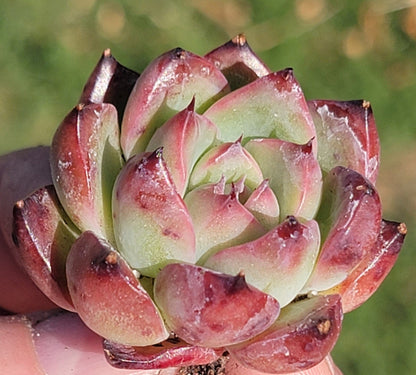 Echeveria 'César' Succulente coréenne