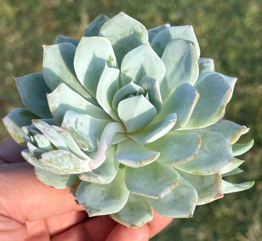 Echeveria 'Cante' hybride