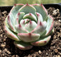 Echeveria 'Casio Variegata' - Single 3.5A - DesertScapeSucculent