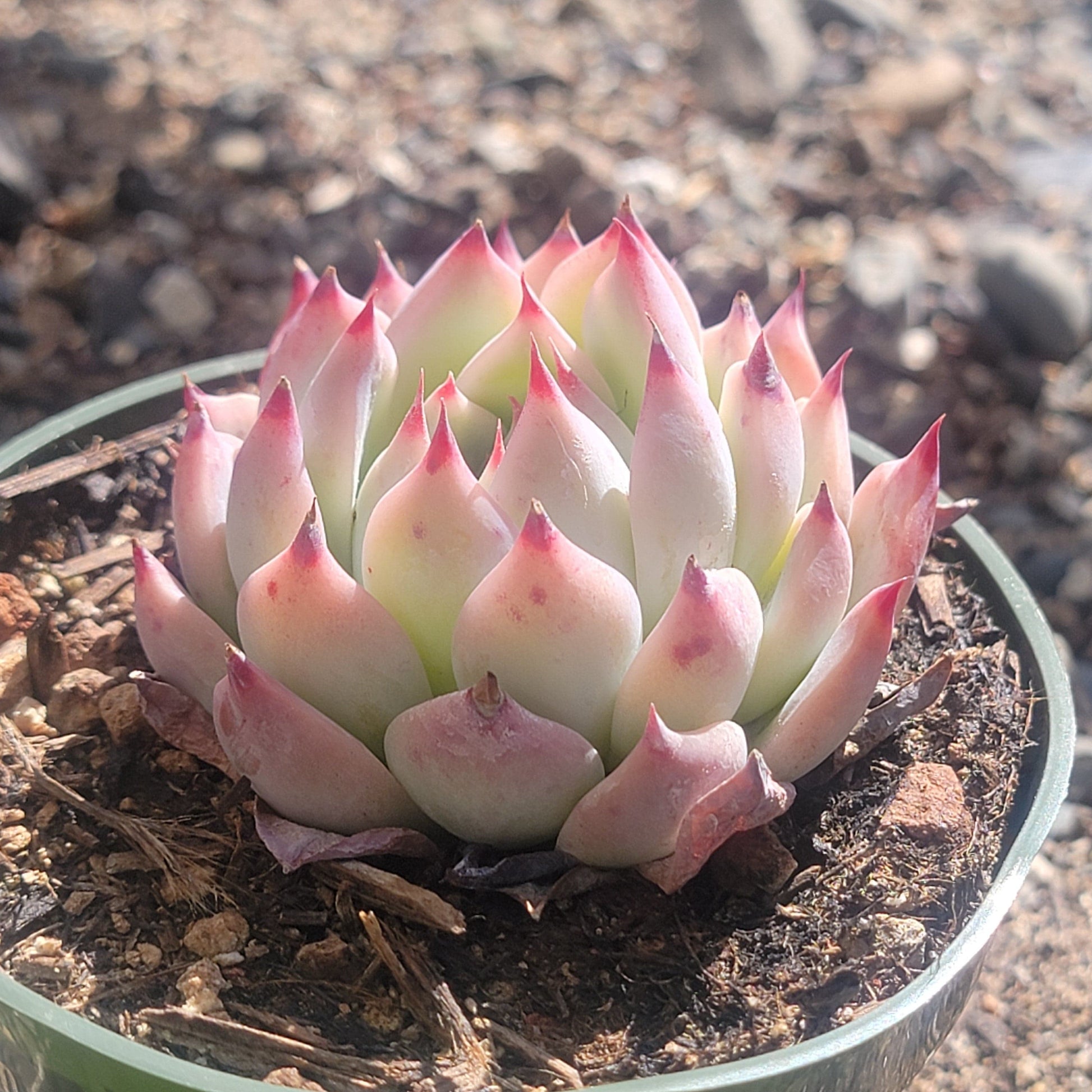 chihuahuaensis succulent Echeveria 'Chihuahuaensis' – DesertScapeSucculent