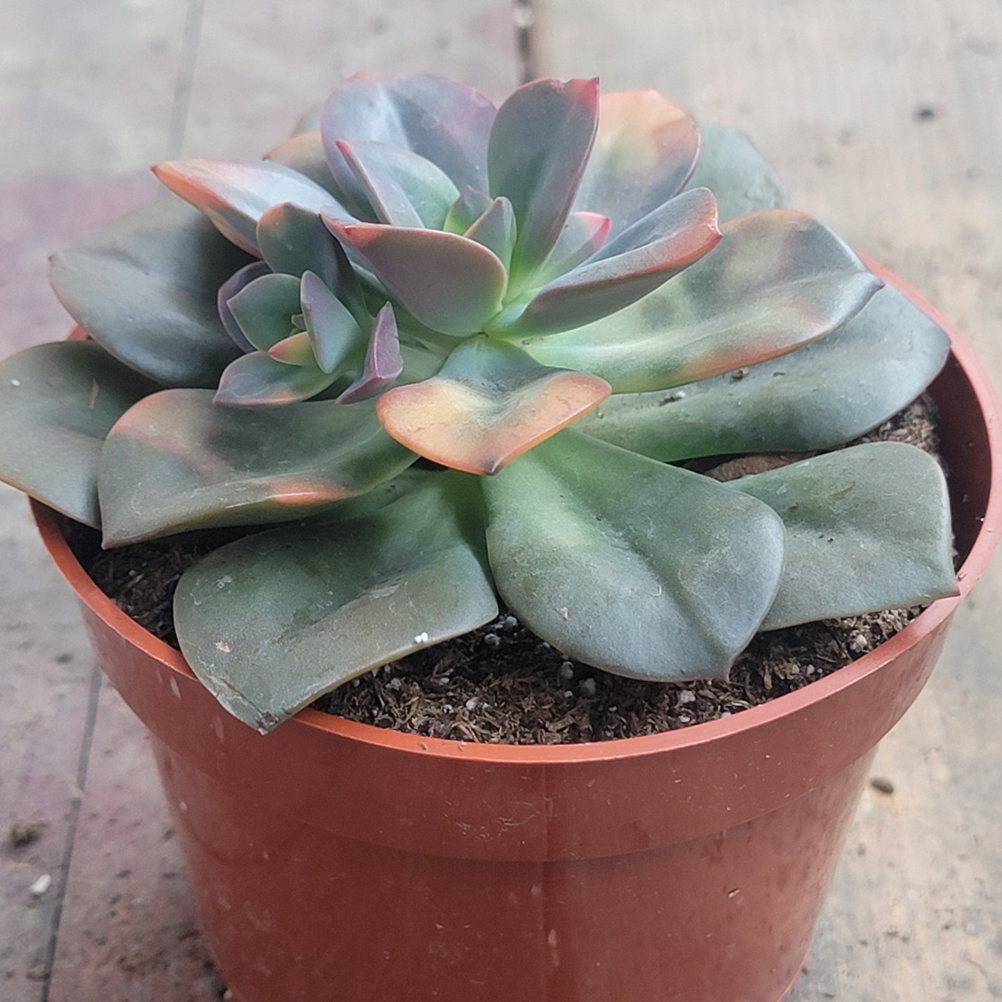 echeveria chroma succulent Echeveria 'Chroma' – DesertScapeSucculent