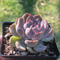 Echeveria 'Enon' - Single 4A - DesertScapeSucculent