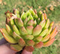 Echeveria 'Gilva Red' - Single 4A - DesertScapeSucculent