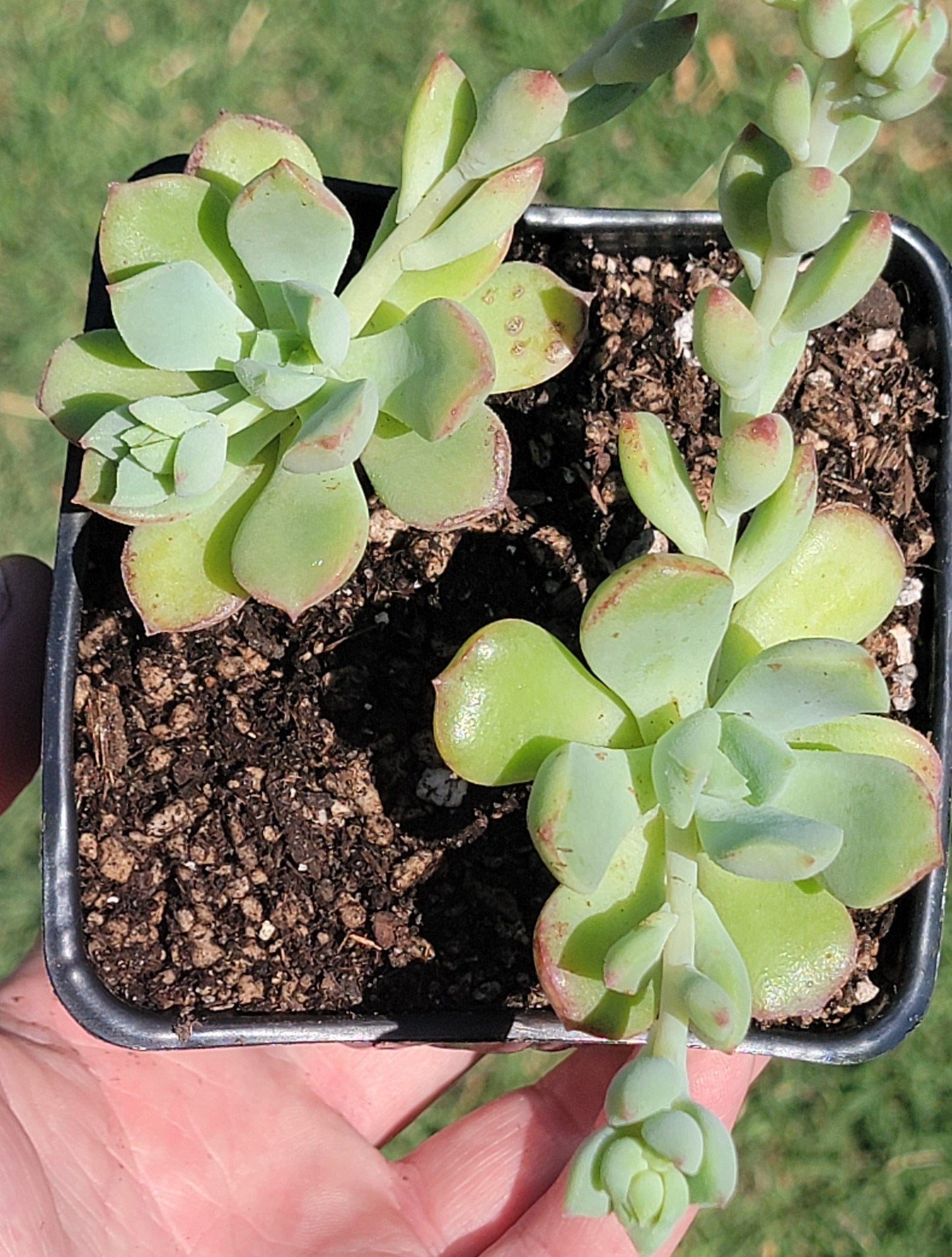 Echeveria 'Green Goddess' Cluster