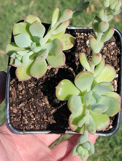 Grappe d'Echeveria 'Déesse Verte'